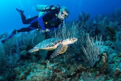 Diver and Sea Turtle