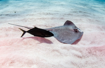 Sting Ray and Bar Jack