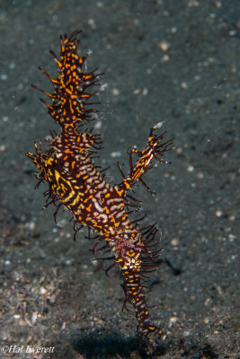 Ornate Ghost Pipefish