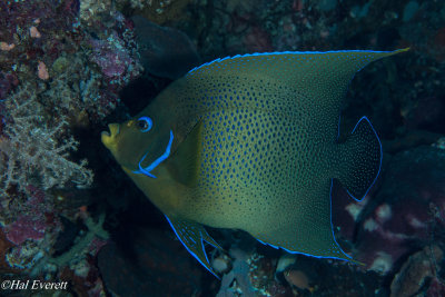 Koran (Pomacanthus semicirculatus)