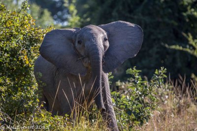 Charging Tuskless Elephant