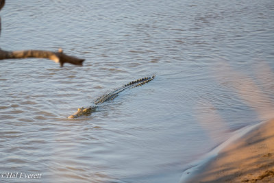 Crocodile, Luangwa River