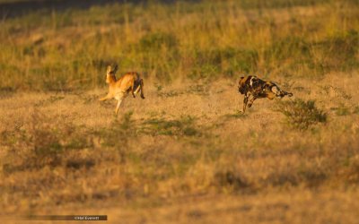 African Wild Dog Pursuing Puku Antelope