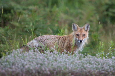 Red Fox