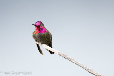 Anna's Hummingbird (Male) (shot with EOS 70D)