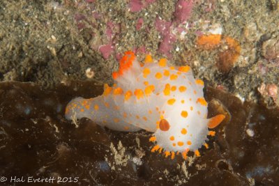 Clown Nudibranch