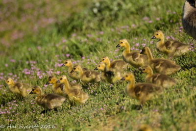 Canada Goslings, Wild Flowers