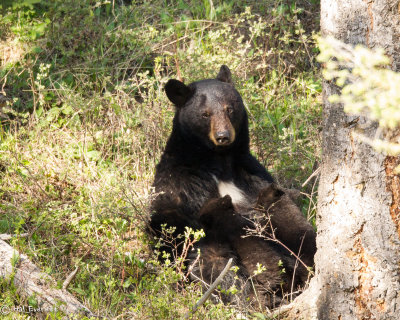 Black Bear Sow, Nursing Two Cubs of the Year