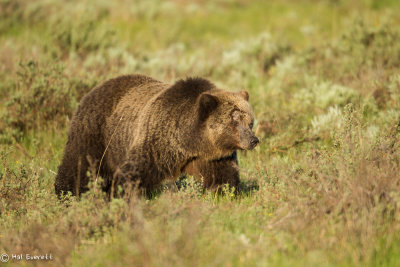 Grizzly Bear Sow