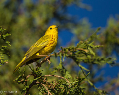 _Yellow Warbler
