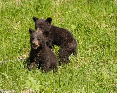 Black Bear Cubs of the Year