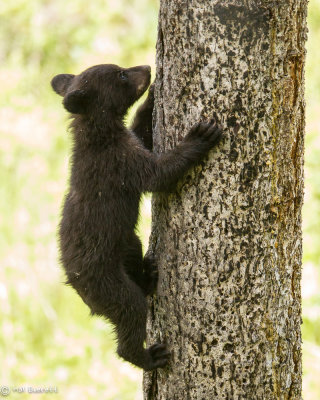 Black Bear Cub of the Year