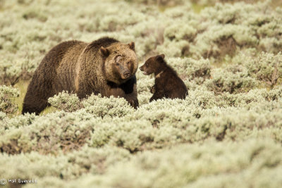 Grizzly Sow and Cub of the Year 