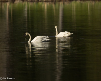 Trumpeter Swans