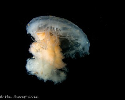 Fried Egg Jellyfish