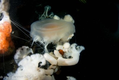 Plumose Anemones, Consuming Jellyfish
