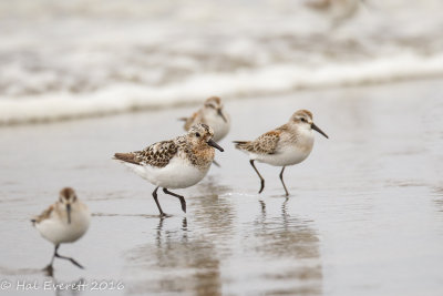  Sandpipers, Intermediate Plumage