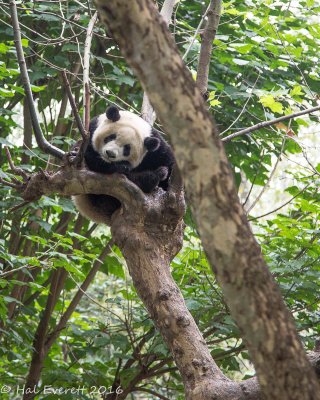 Giant Panda (captive, because I will never see a wild one)