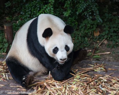 Giant Panda (captive)