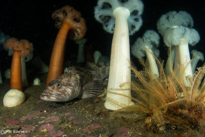 Lingcod, Plumose Anemones, and Brittle Stars on Wreck