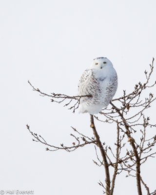 Snowy Owl