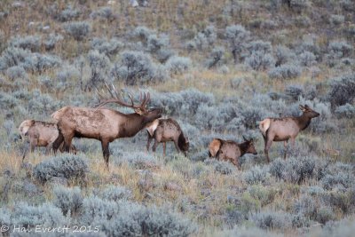 Bugling Bull Elk and Harem