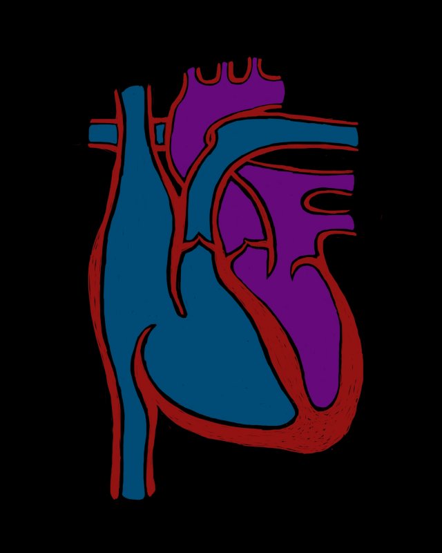 heart diagram 