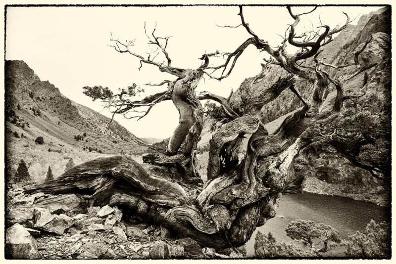 dsc_0365_bw.jpg