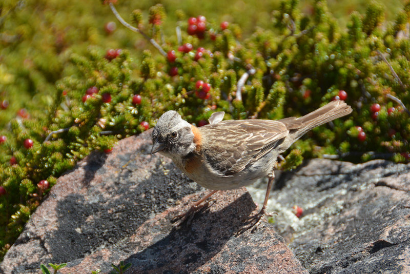 DSC_3644.jpg