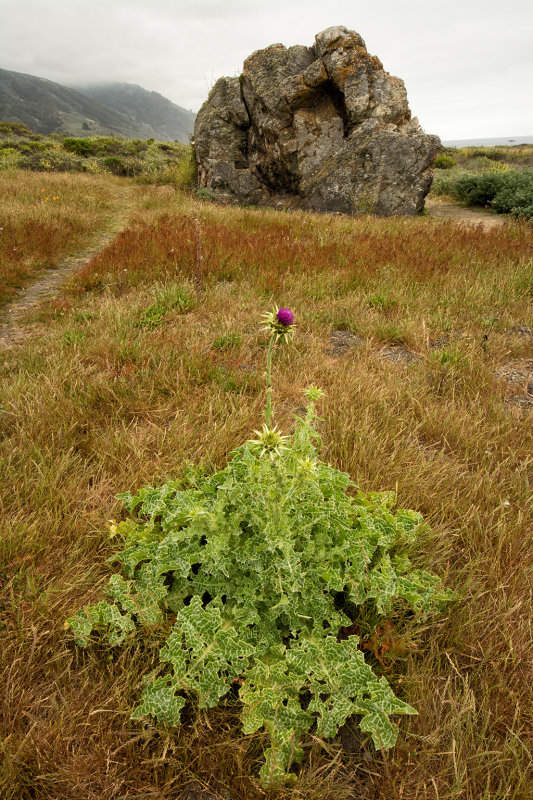 DSC_9202.jpg
