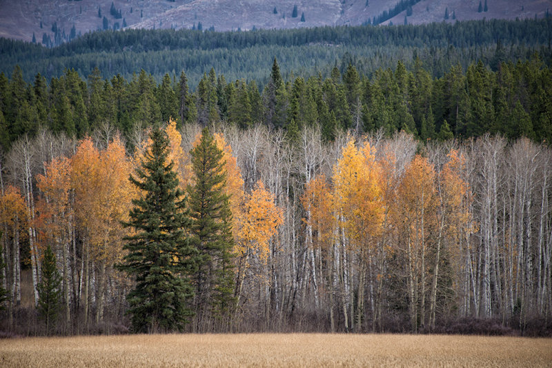 DSC_1019.jpg