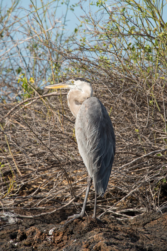 DSC_6333.jpg
