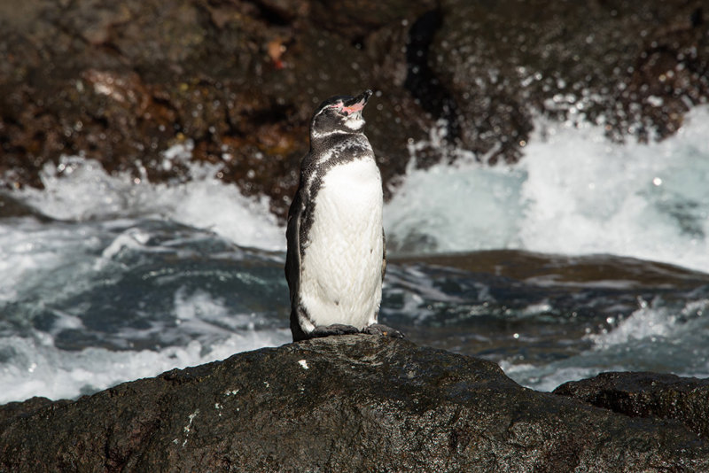 DSC_7174.jpg
