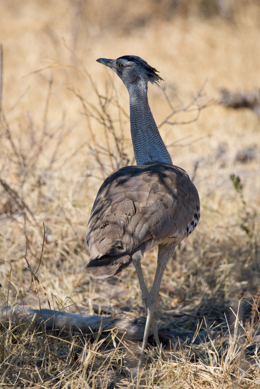 DSC_2040.jpg