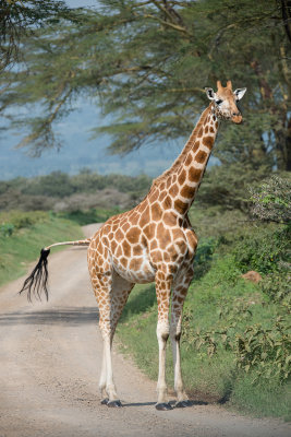 Lake Nakuru and Amboseli National Park 2016