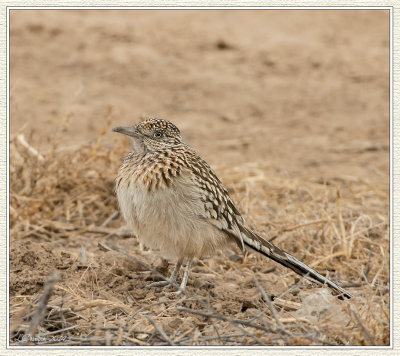 Bosque del Apache 2014