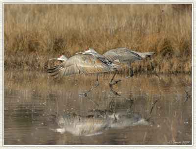 DSC_3750 72wf.jpg