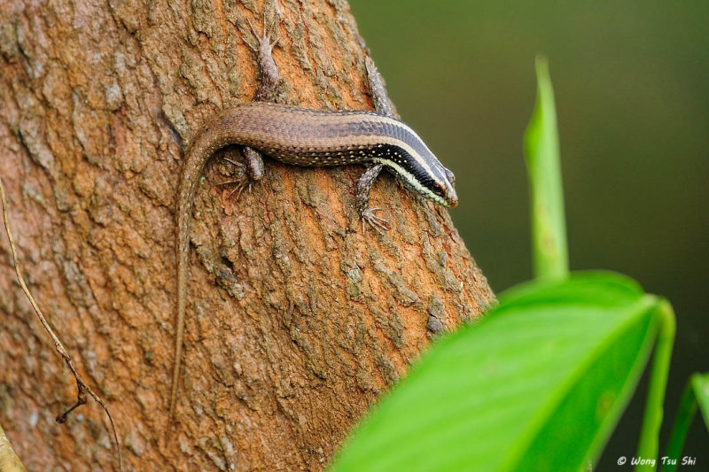 <i>(Apterygodon vittatus)</i><br /> Common Tree Skink