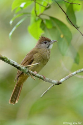 (Alophoixus tephrogenys) Grey-cheeked Bulbul