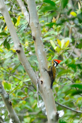 (Dinopium rafflesii)Olive-backed Woodpecker ♂