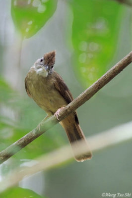 (Alophoixus tephrogenys) Grey-cheeked Bulbul