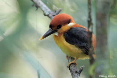 (Ceyx rufidorsa) Rufous-backed Dwarf-kingfisher