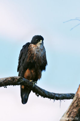 (Lophotriorchis kienerii)Rufous-bellied Eagle