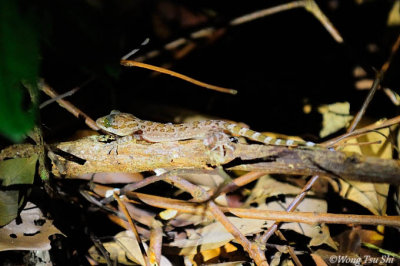 (Cyrtodactylus yoshii) Yoshi's Bent-toed Gecko