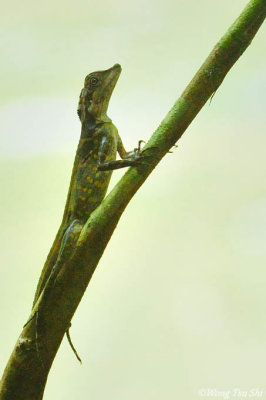 (Aphaniotis acutirostris) Long-snouted Shrub Lizard