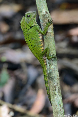 <i>(Gonocephalus doriae)</i> <br /> Marquis Dorias Angle-headed Lizard