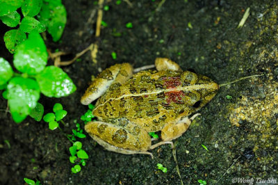 <i>(Fejervarya limnocharis)</i><br /> Grass Frog