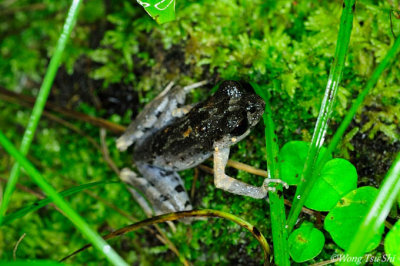 (Leptolalax dringi) Dring's Slender Litter Frog