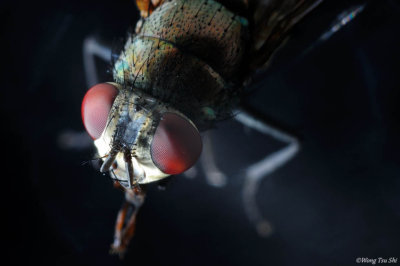 (Muscidae sp.)House Fly