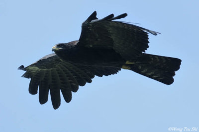 (Ictinaetus malaiensis)Black Eagle